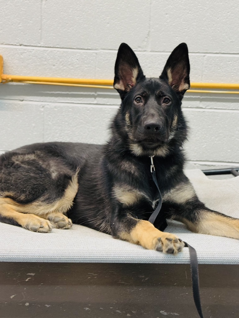 Off Leash K9 Training Tampa