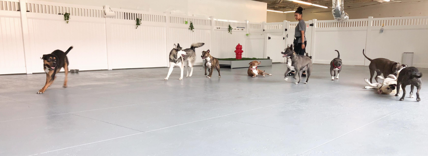 Oh Hello Dog: DTLA Dog Daycare & Boarding