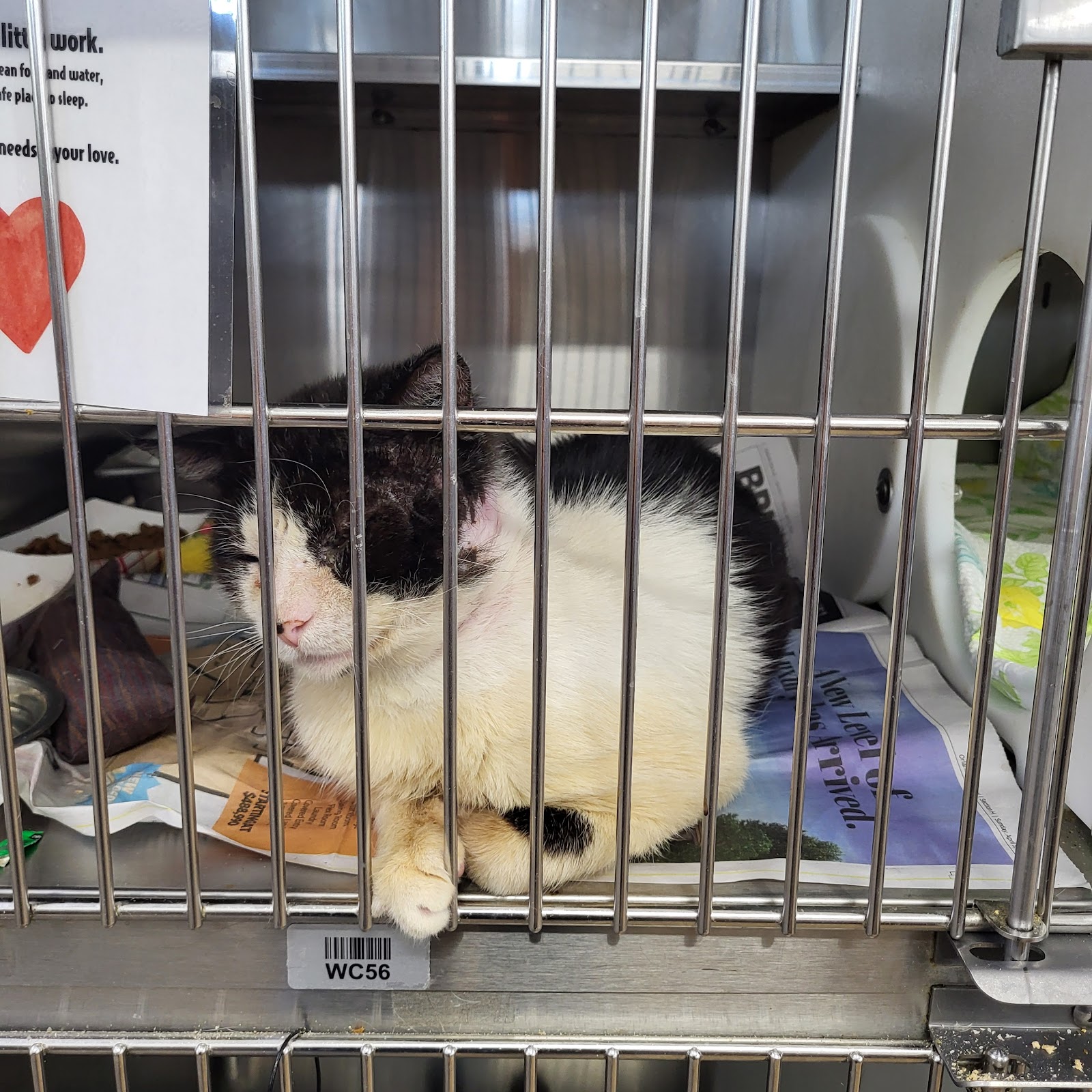 Orange County Animal Services