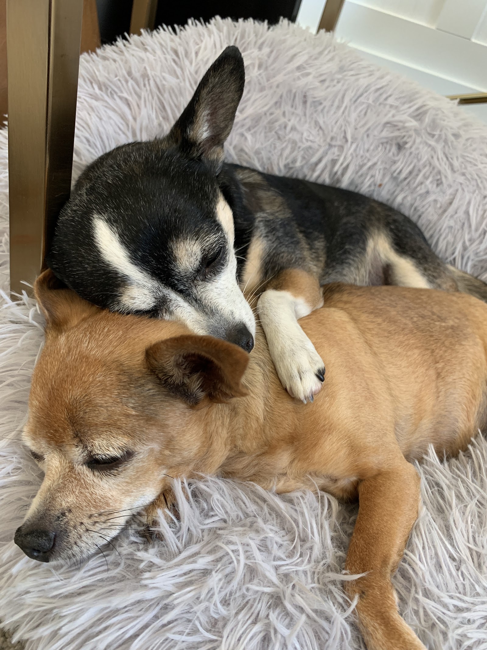 Oregon Friends of Shelter Animals