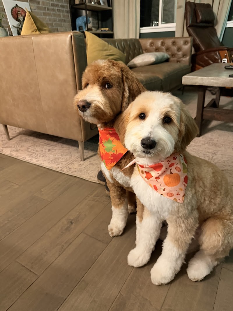 Pampered Paws photo 3