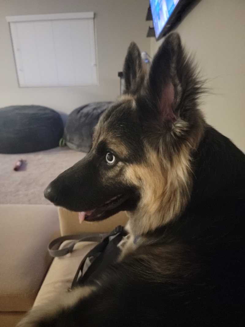 Pampered Pets Las Vegas photo 3