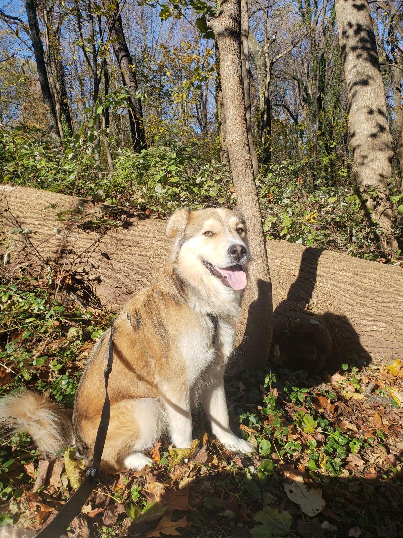 Pant & Wag: DC Dog Adventures and DC Dog Fitness