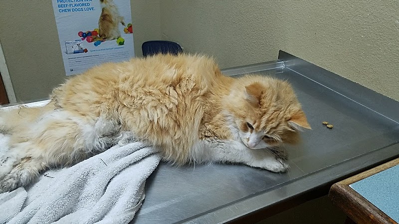 Park Animal Hospital photo 3