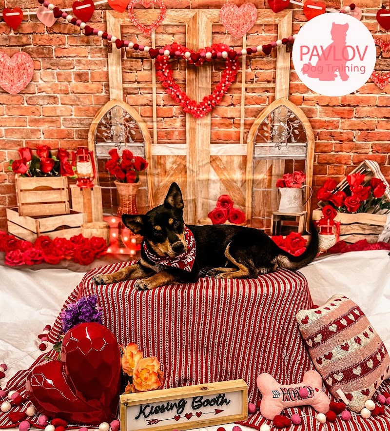 Pavlov Dog Training - Denver photo 2