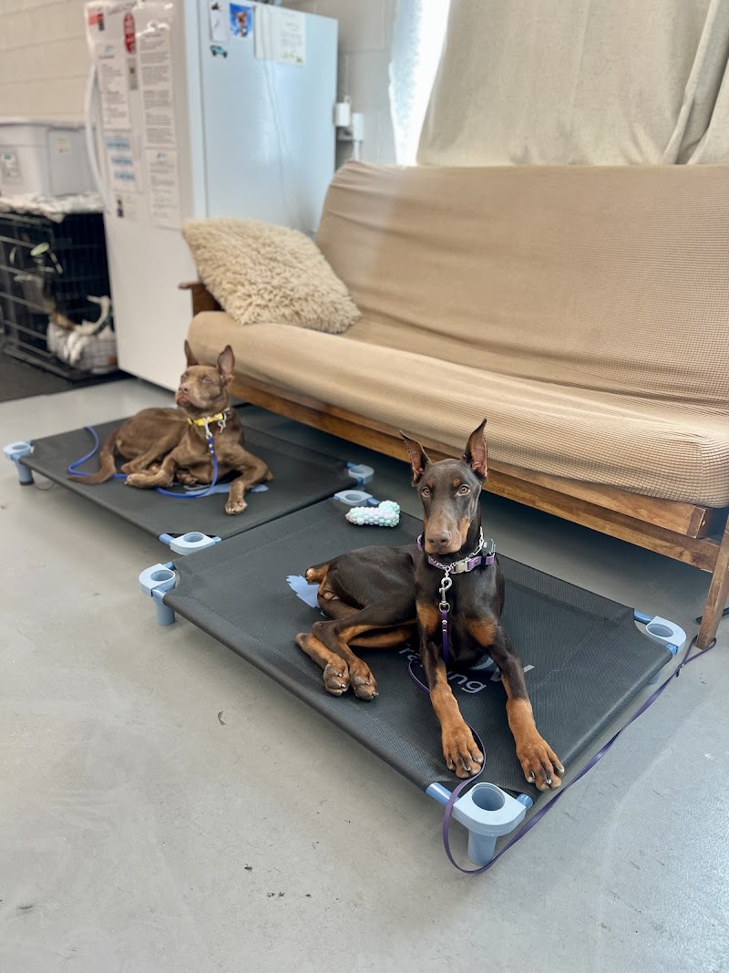 Pavlov Dog Training - Denver photo 3