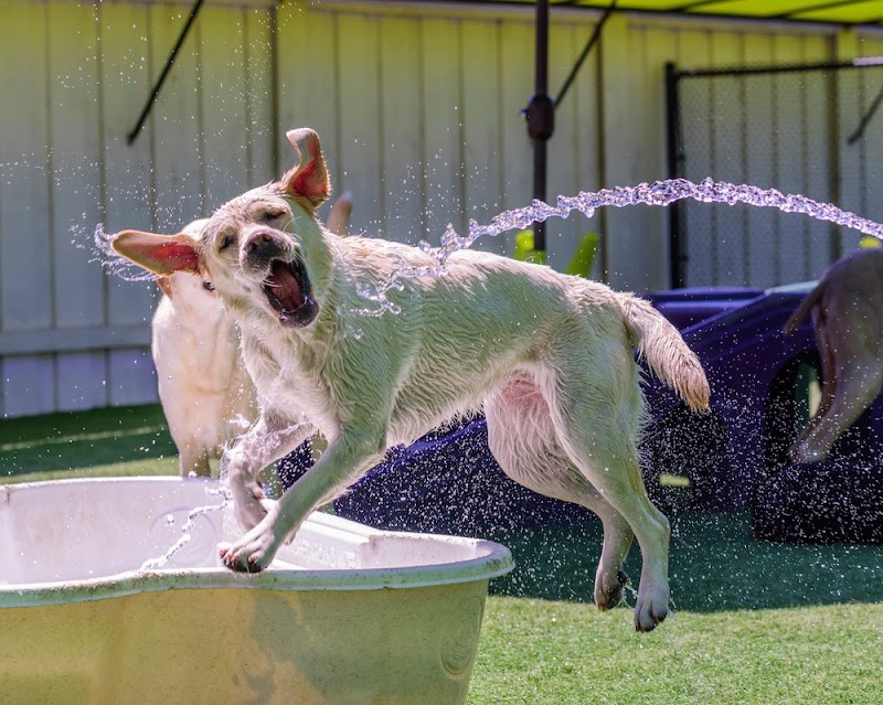 Paw Commons Pet Resort & Training Center - Hillcrest