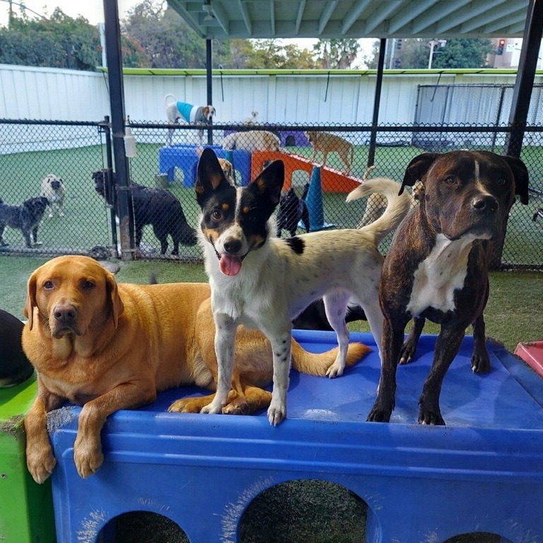 Paw Commons Pet Resort & Training Center - Hillcrest photo 3