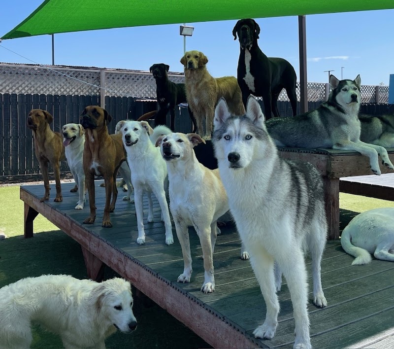 Paw Commons Pet Resort & Training Center - Kearny Mesa