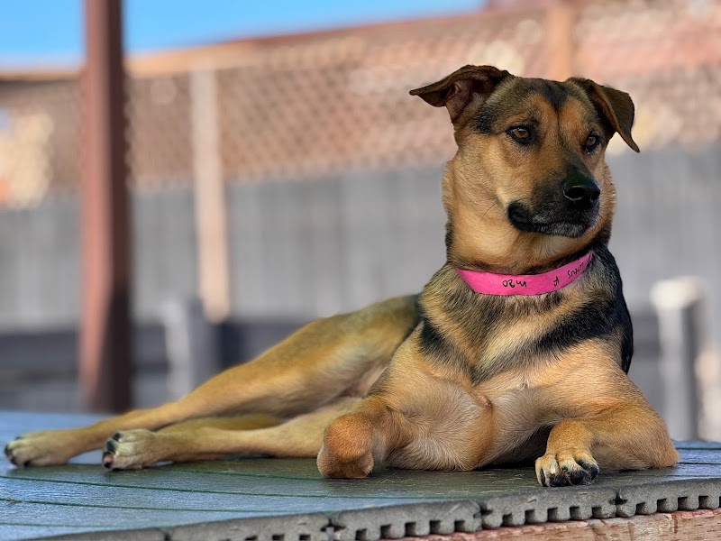 Paw Commons Pet Resort & Training Center - Kearny Mesa photo 2