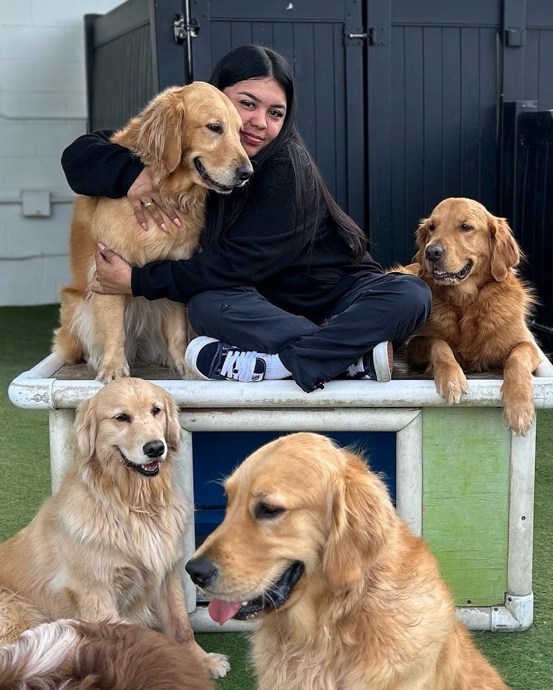 Paw Commons Pet Resort & Training Center - Kearny Mesa photo 3