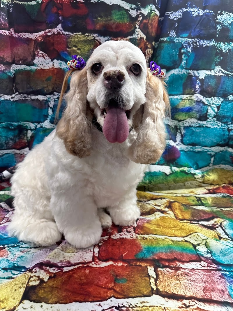 Paw-lished Pets Salon photo 2