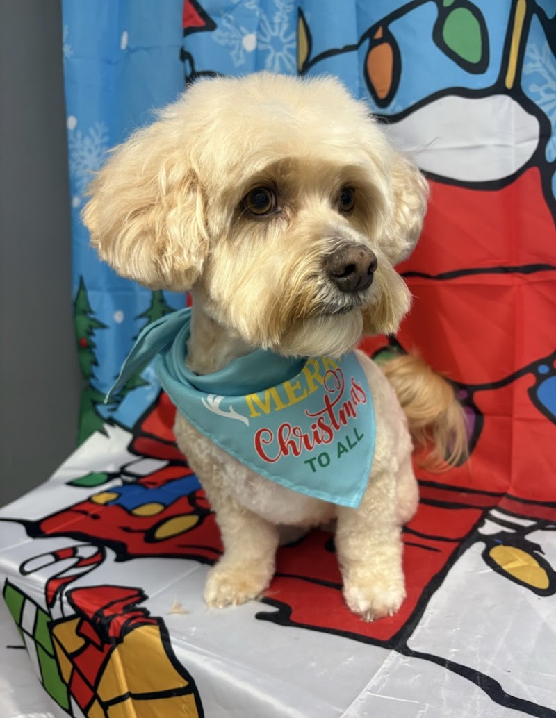 Paw-lished Pets Salon photo 3