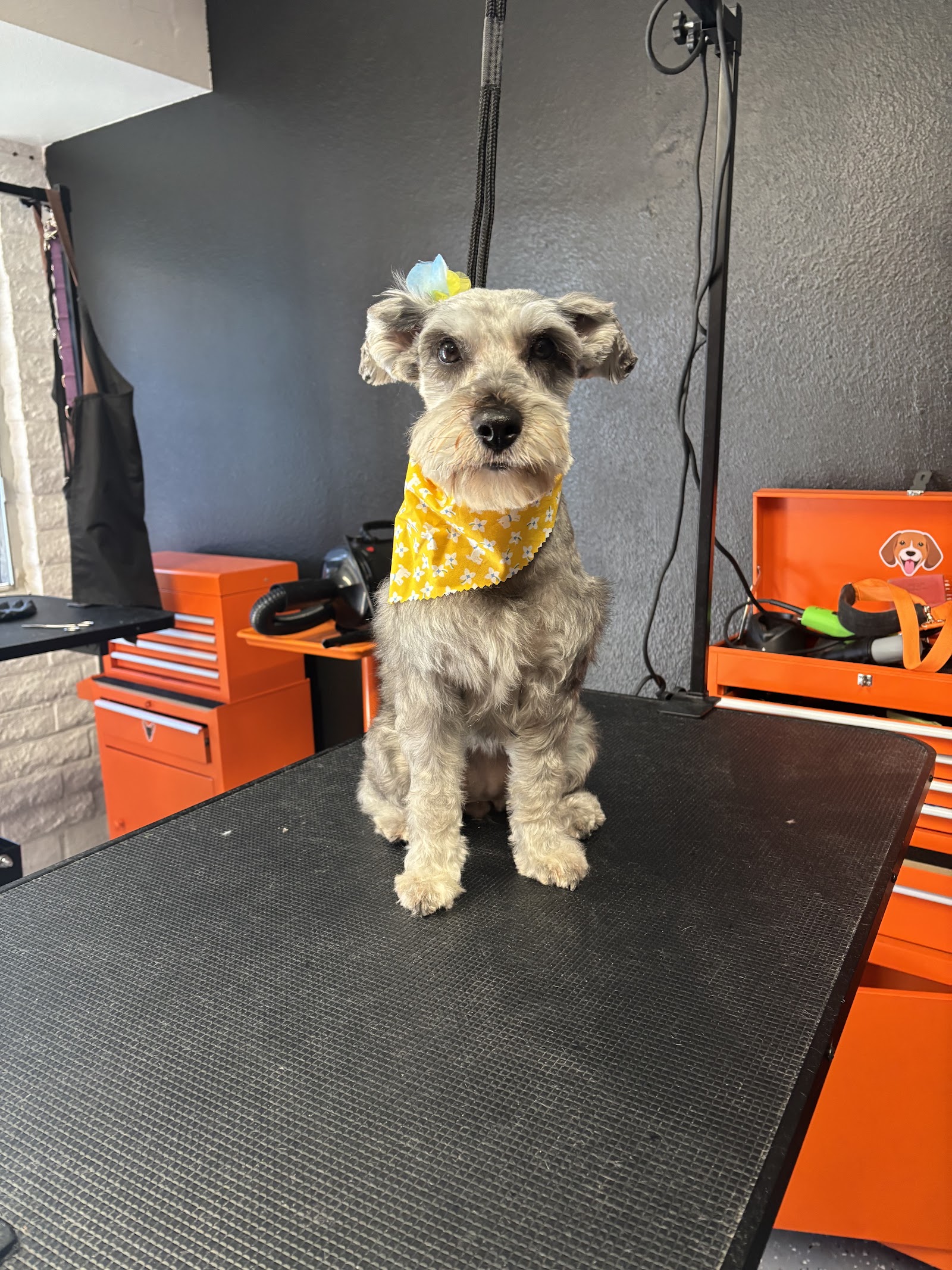 Pawdre Grooming