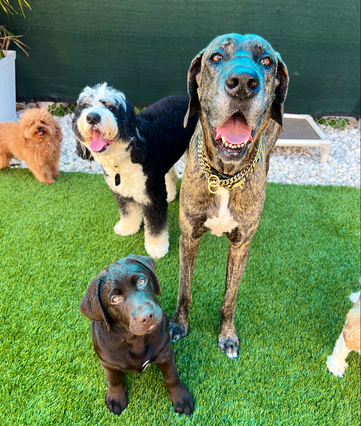 Pawfect Pals Miami