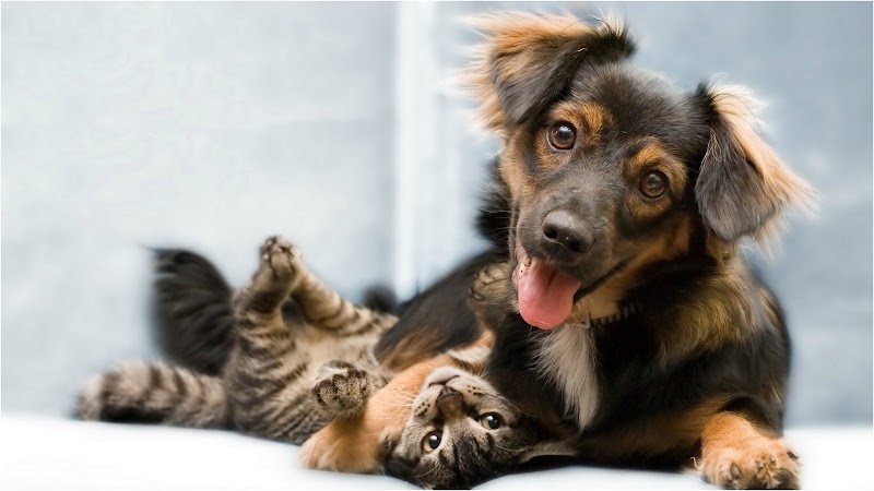 PAWlish Pet Salon & Mobile Grooming