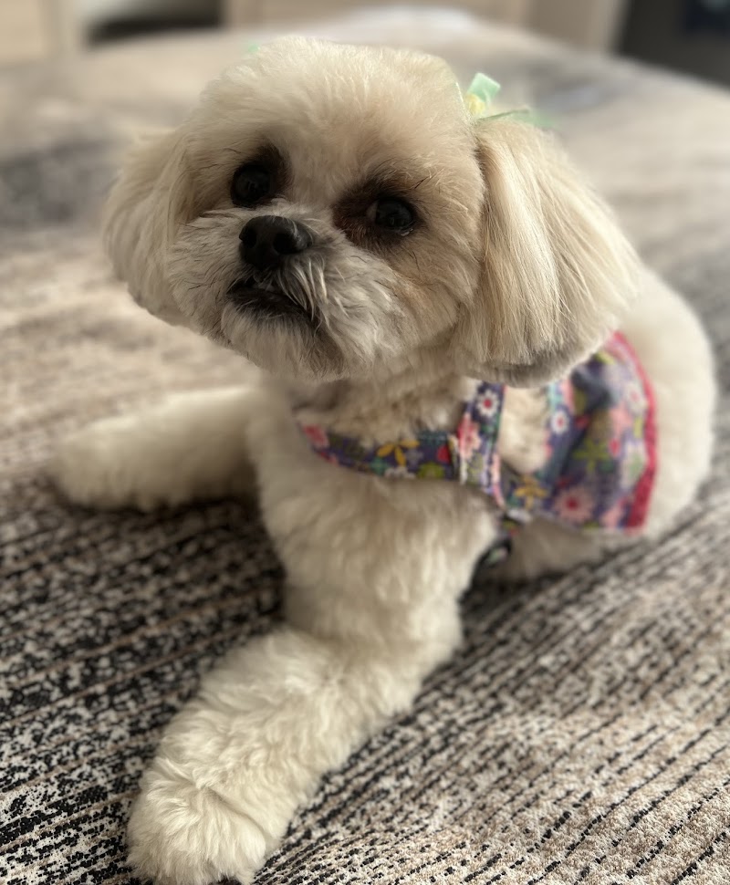 PAWlish Pet Salon & Mobile Grooming photo 2