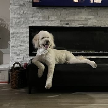 PAWlish Pet Salon & Mobile Grooming photo 3