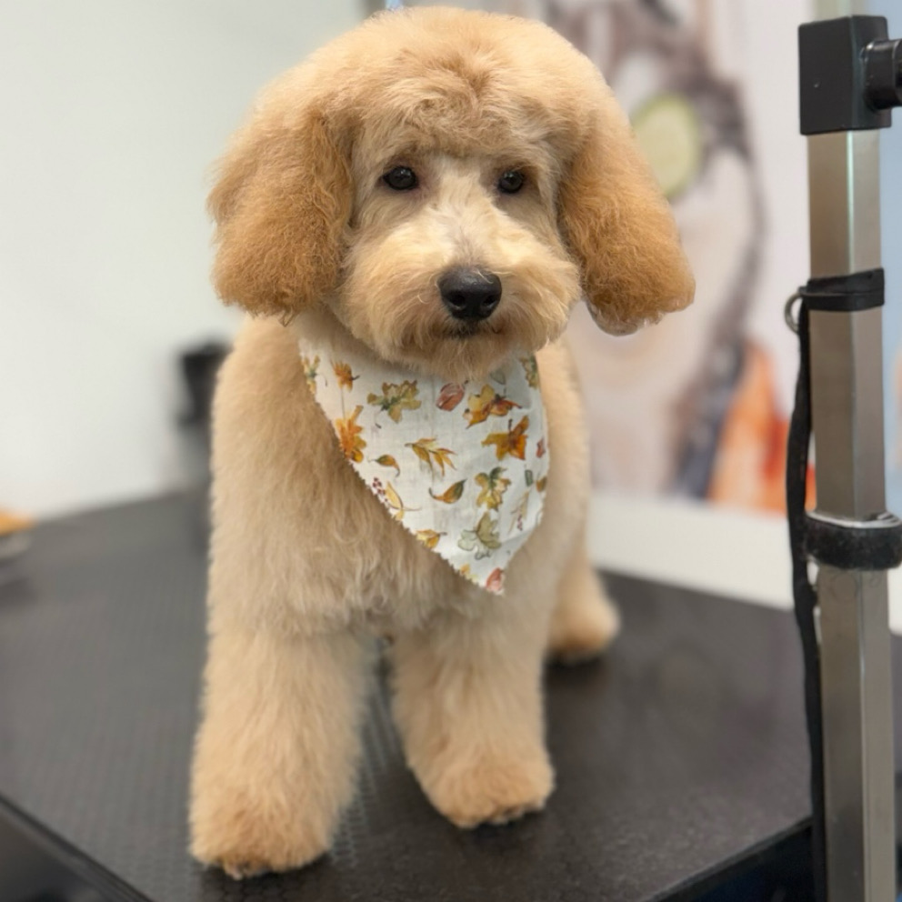 Pawphoria Grooming and Pet Market