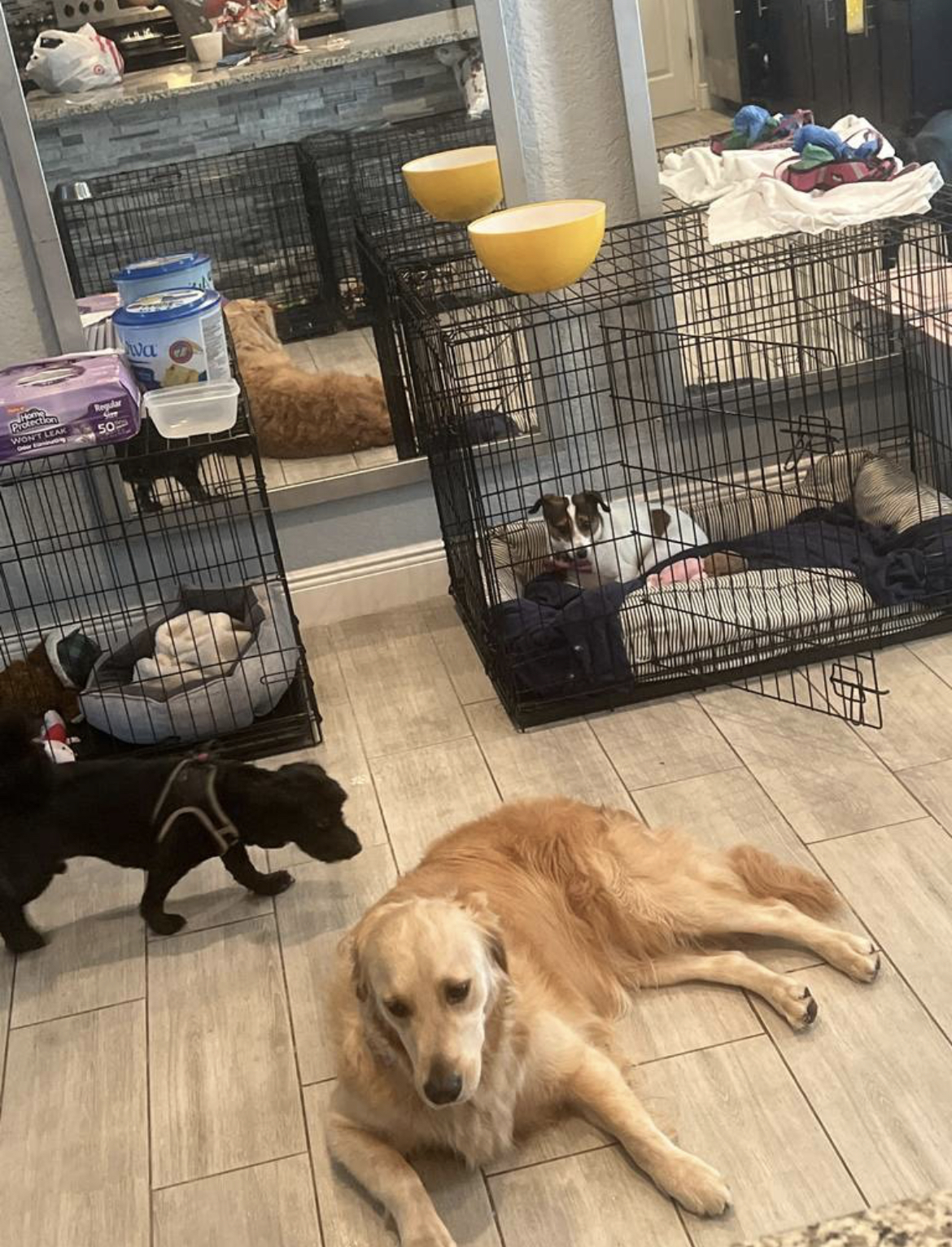 PawPrints PetCamp photo 2