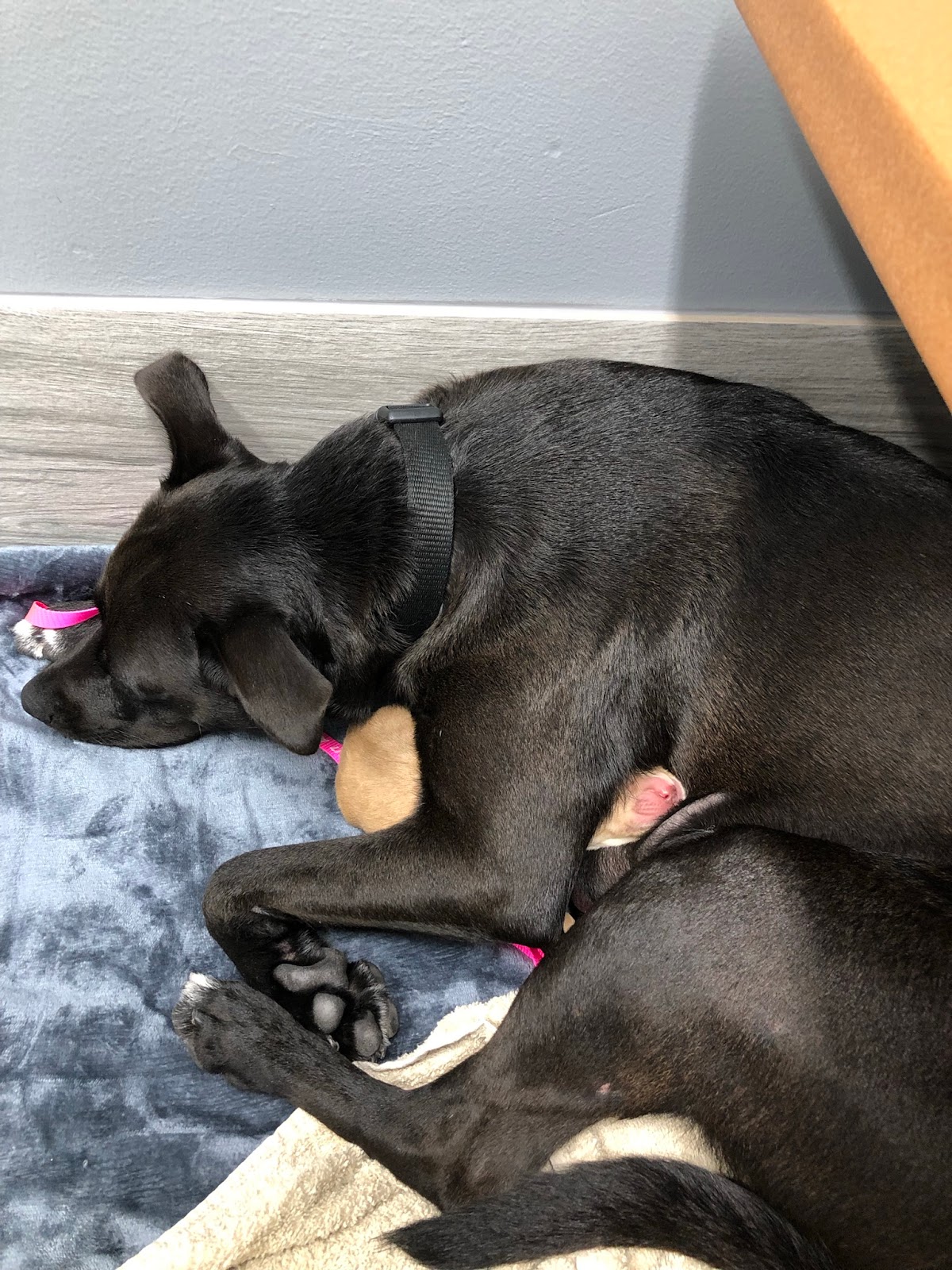 PawPrints PetCamp photo 3