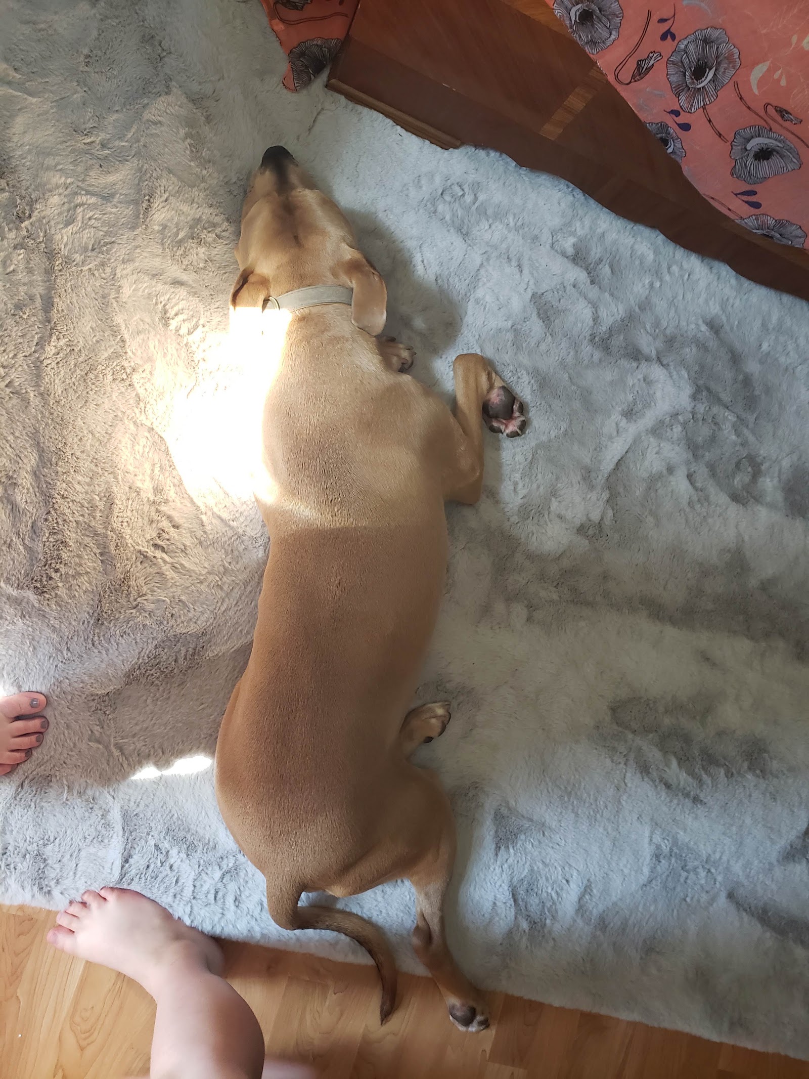 Paws Abilities Dog Training