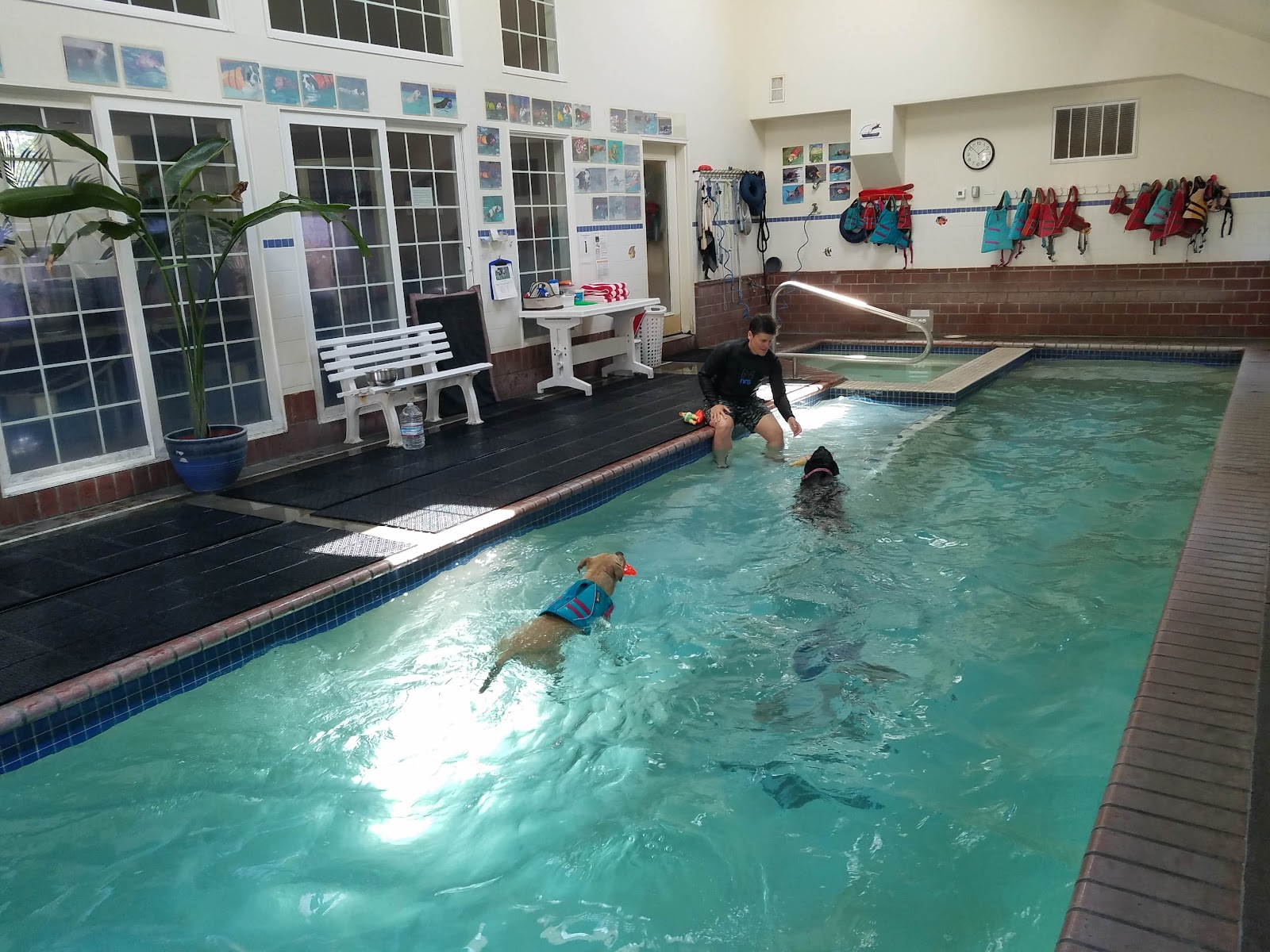 Paws Aquatics Canine Swim Center