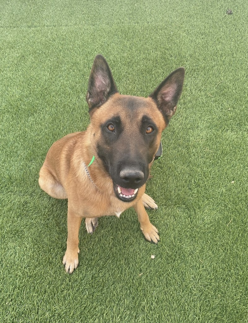 PAWS Health Partners