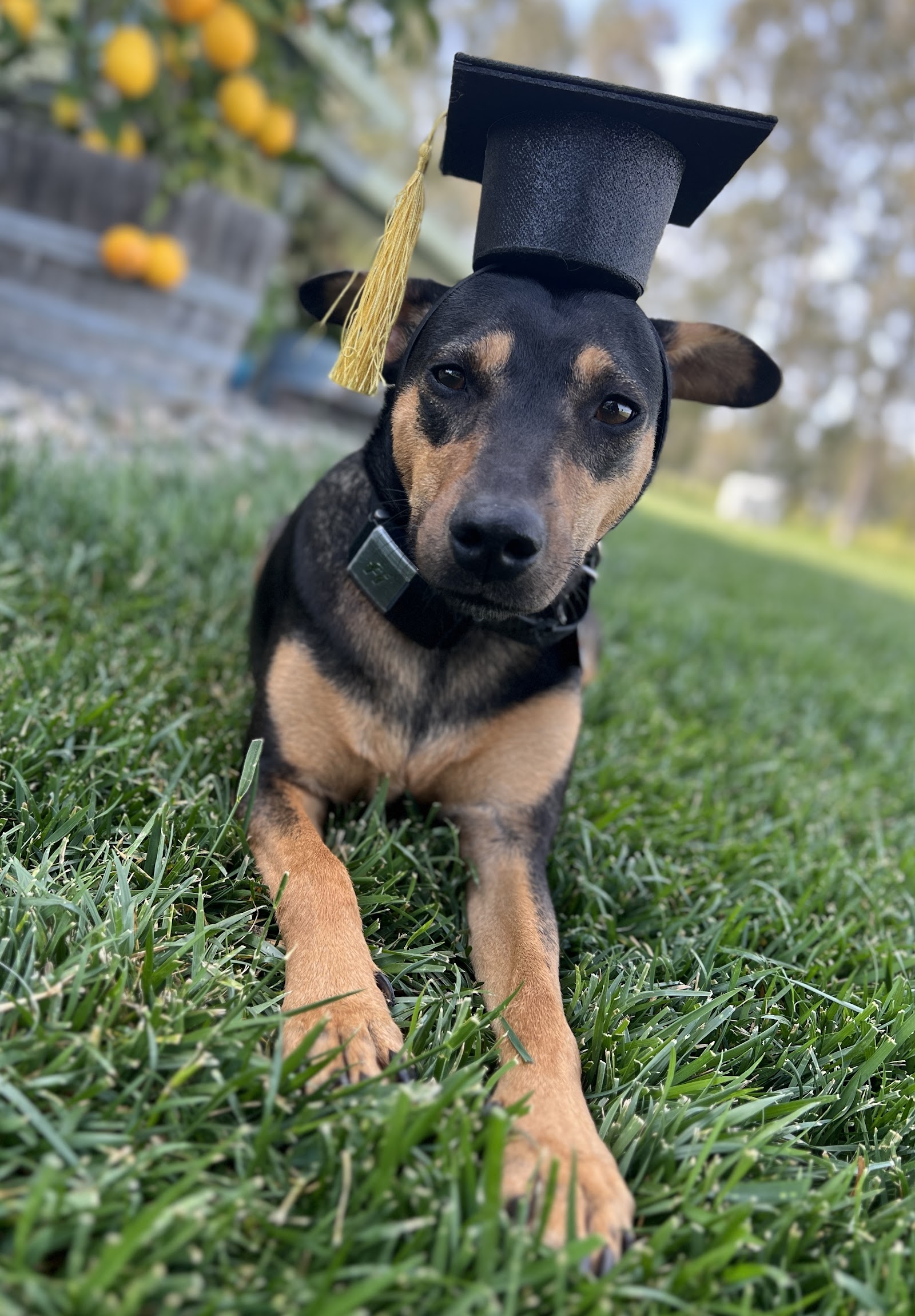 Paws in Motion Dog Training & Boarding, LLC