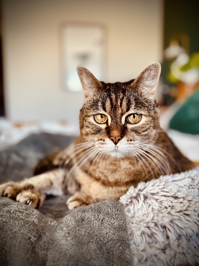 Paws Into Grace photo 3