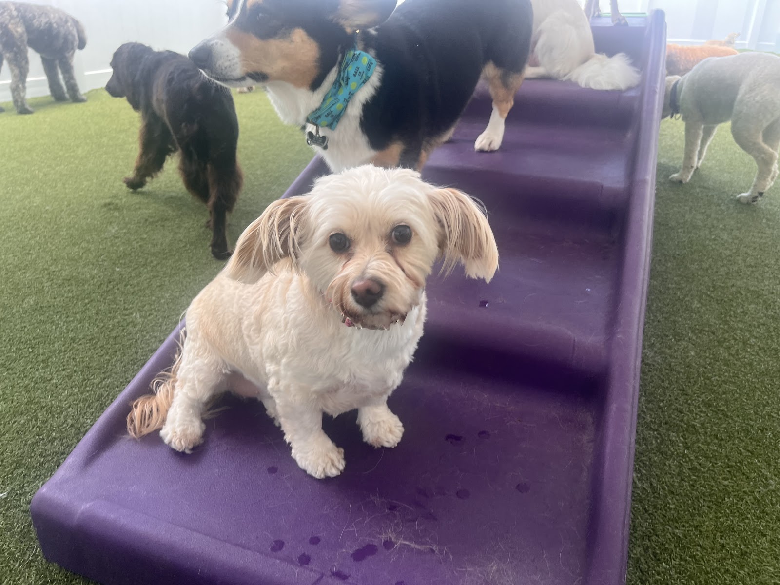 Paws 'n' Rec - Grace