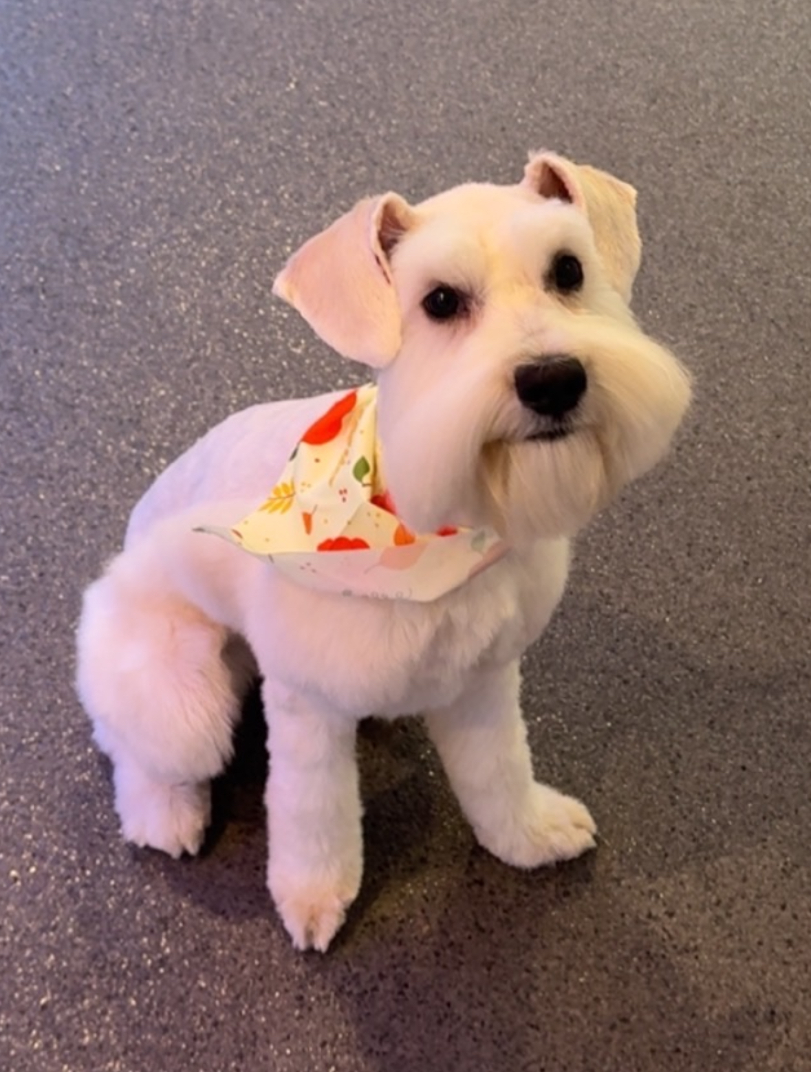 Paws On Central photo 2