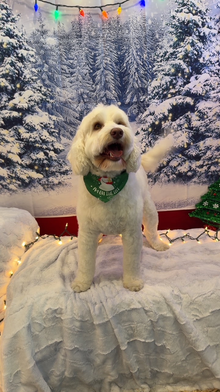 Paws On Central photo 3