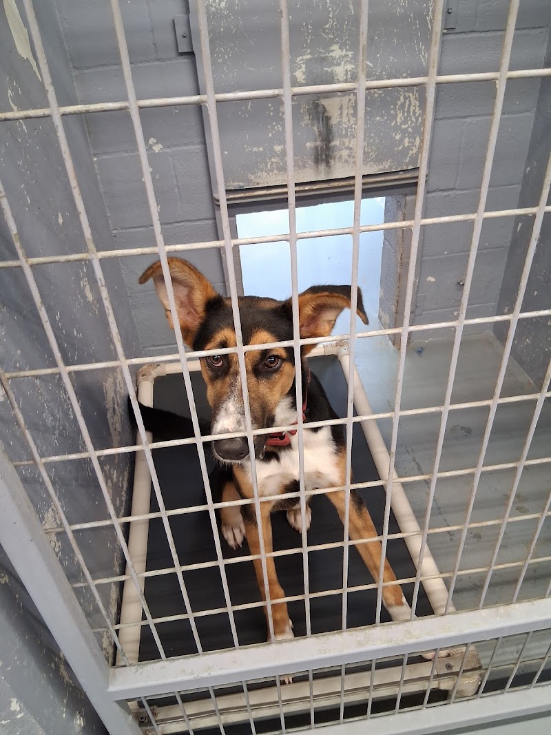 PAWS Shelter of Central Texas photo 2