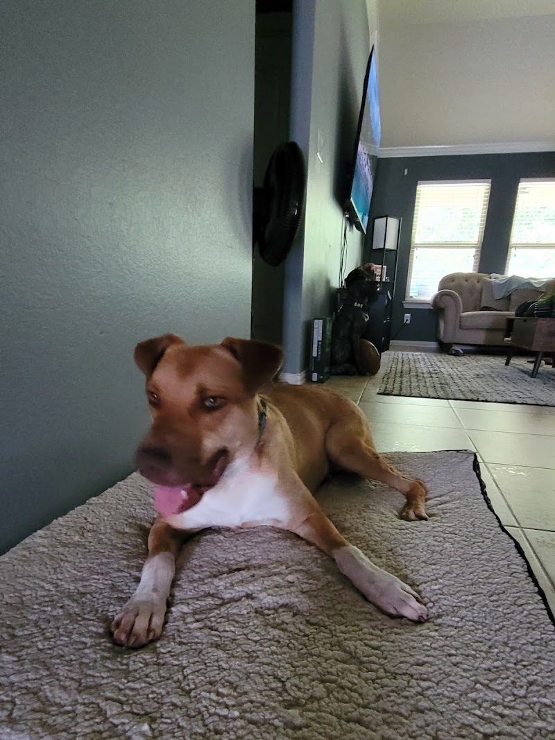 PAWS Shelter of Central Texas photo 3