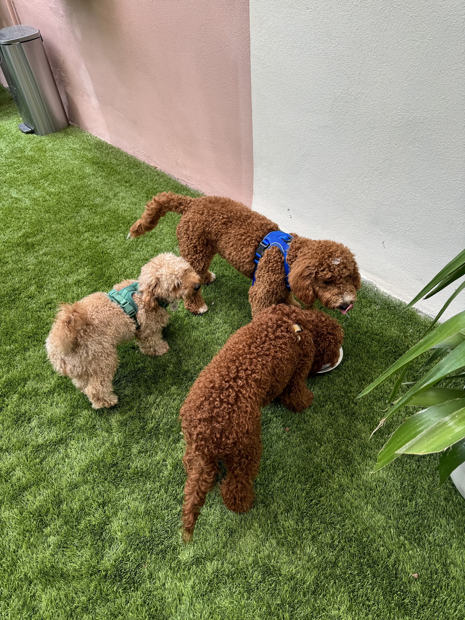 Paws & Tails Dog Daycare & Social Club