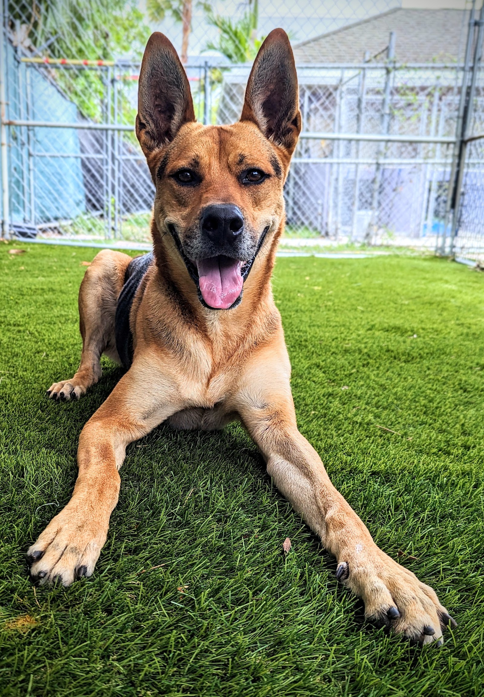 PAWS4you Rescue