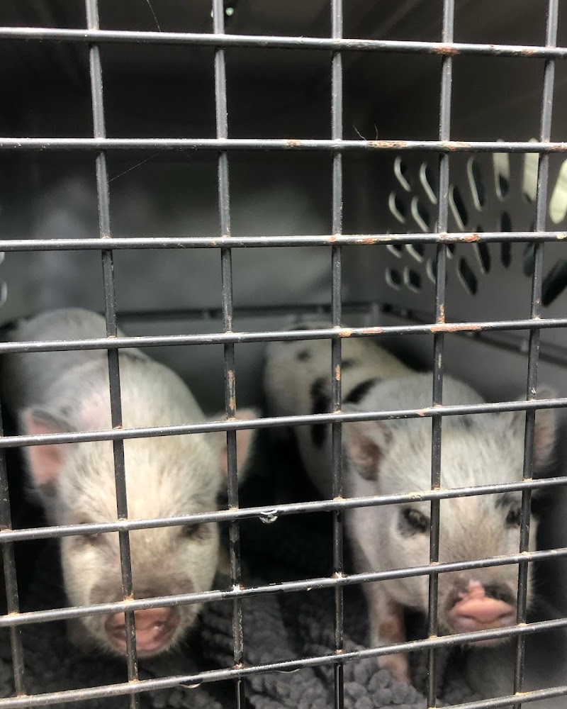 PawsClawsScales Transport LLC photo 2