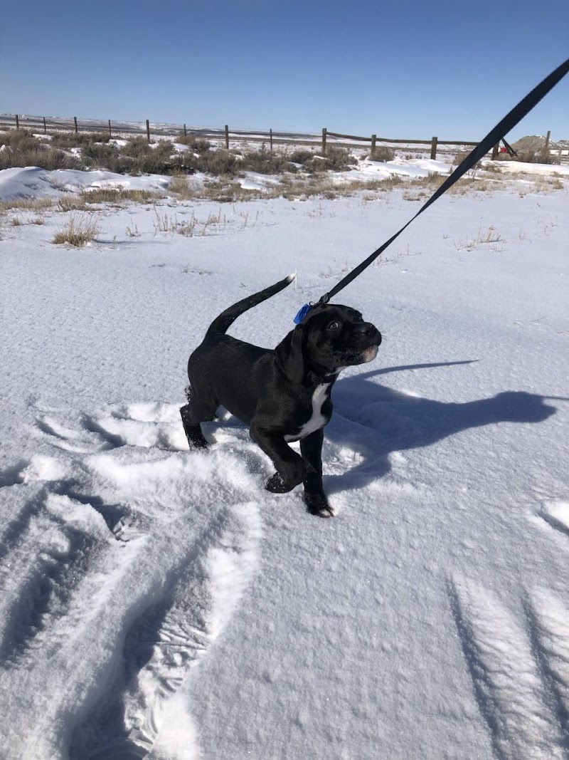 PawsClawsScales Transport LLC photo 3