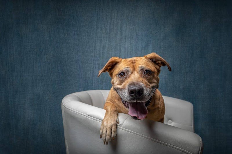 PawsCo Headquarters photo 2