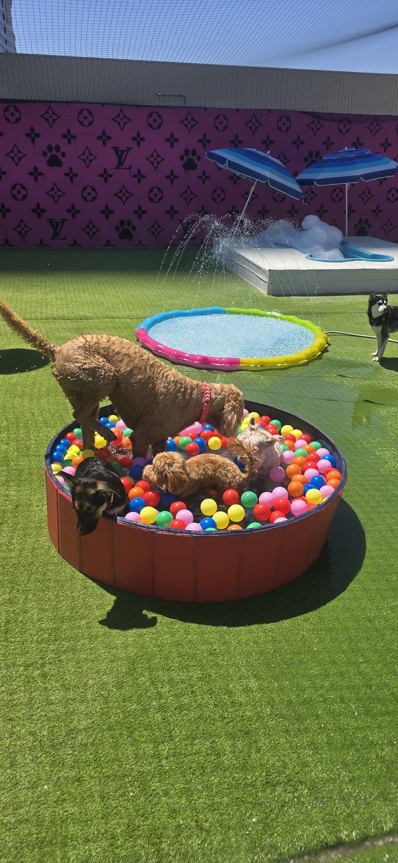 Pawsh Palace photo 2