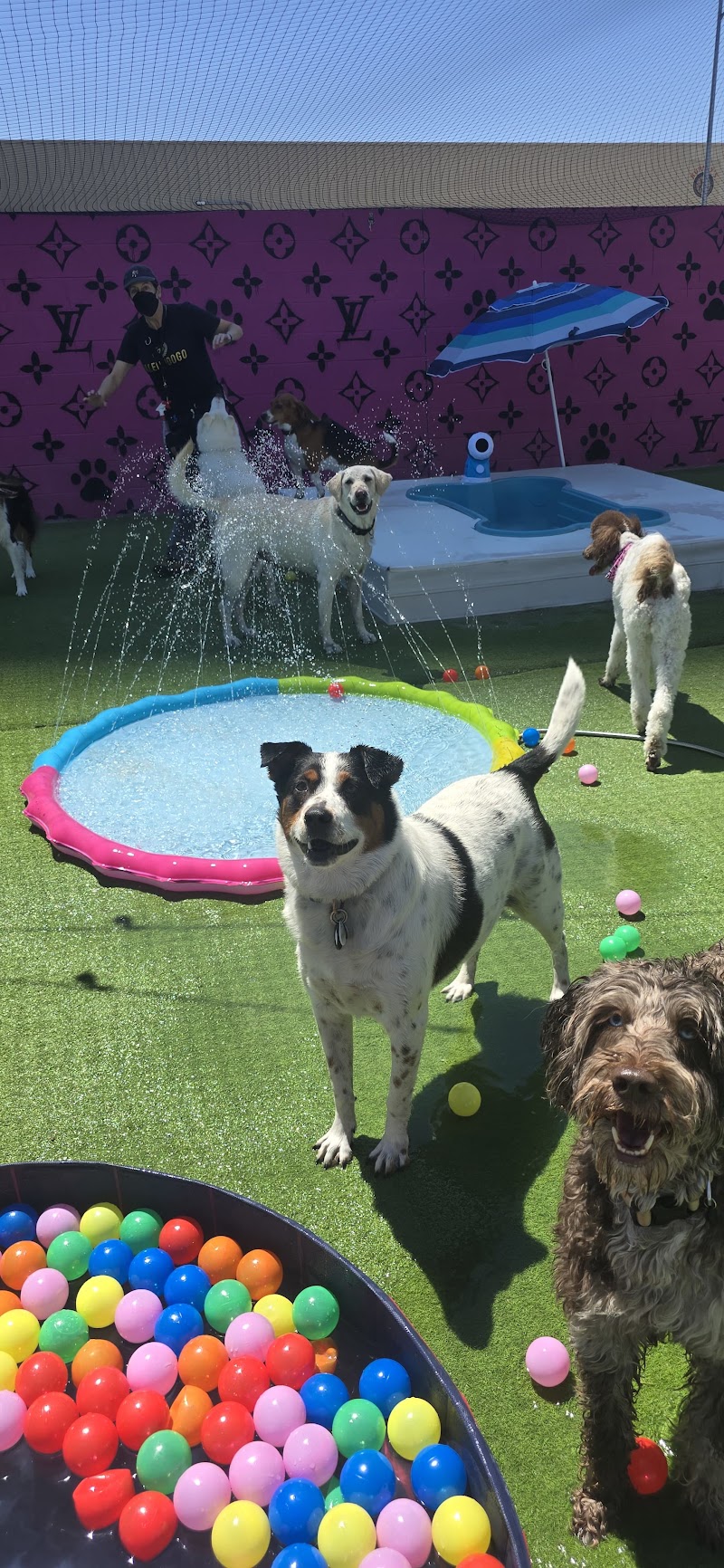 Pawsh Palace photo 3