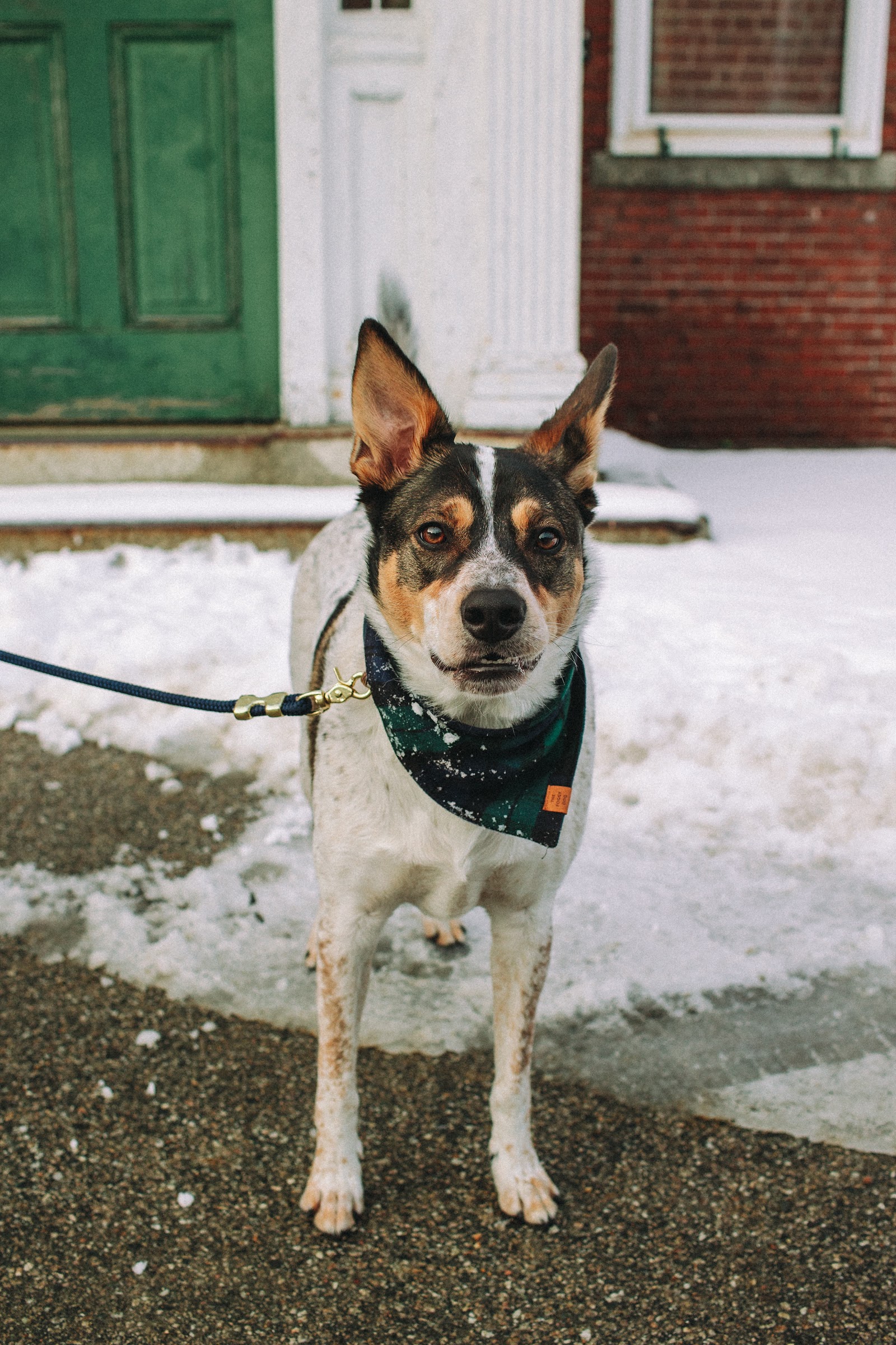 Pawsitive Canine Care & Training LLC