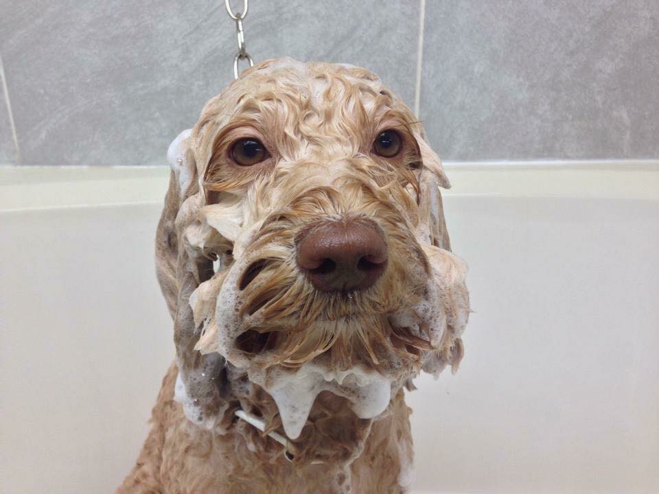Pawsitivity Pet Spa