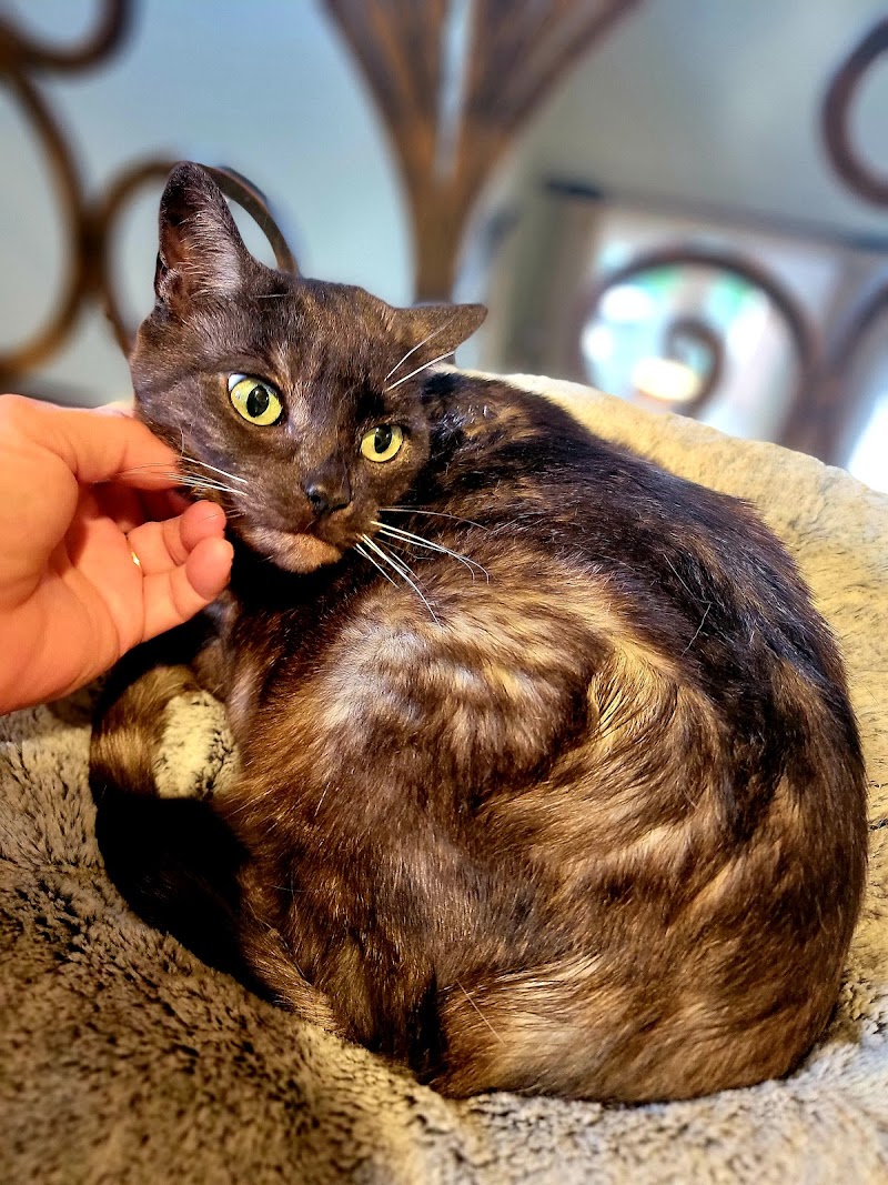 Pawtails Pet Sitting Services