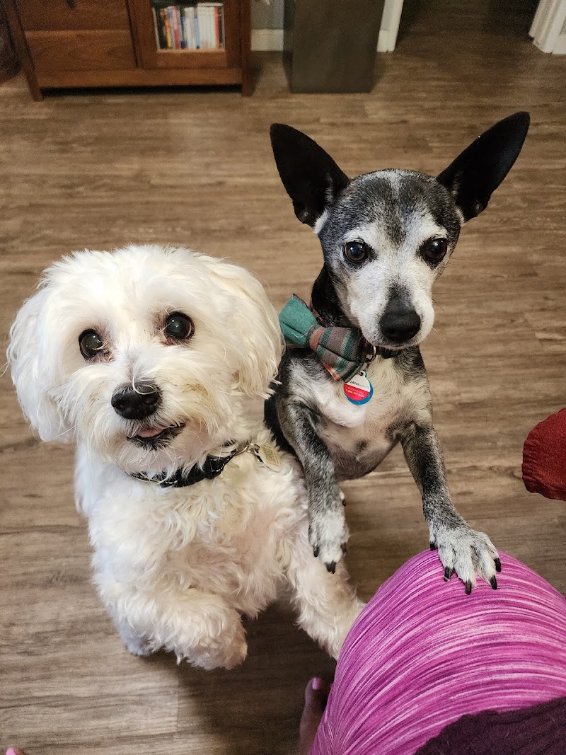 Pawtails Pet Sitting Services photo 2