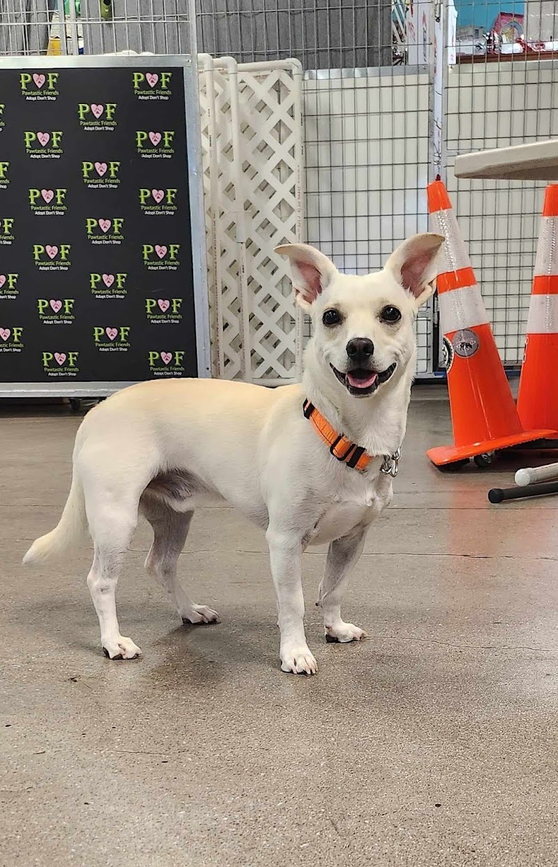 Pawtastic Friends photo 3