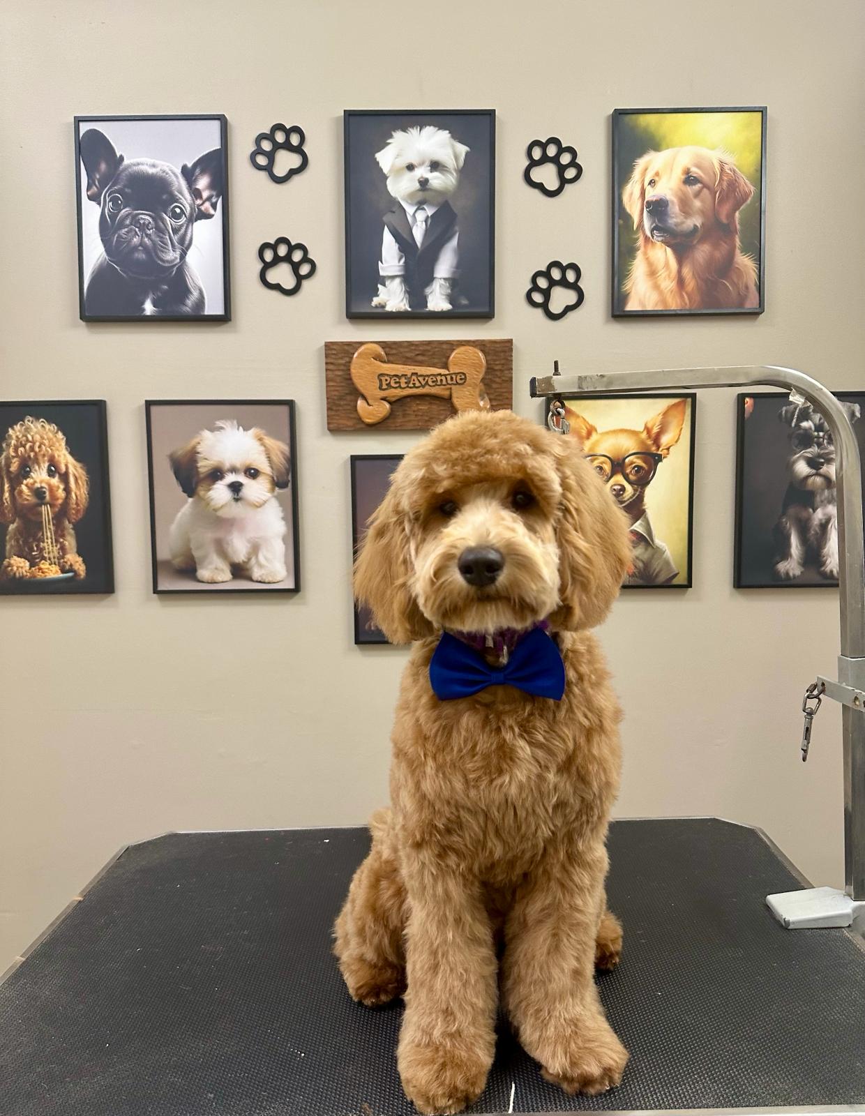 Pet Avenue Grooming & Boarding