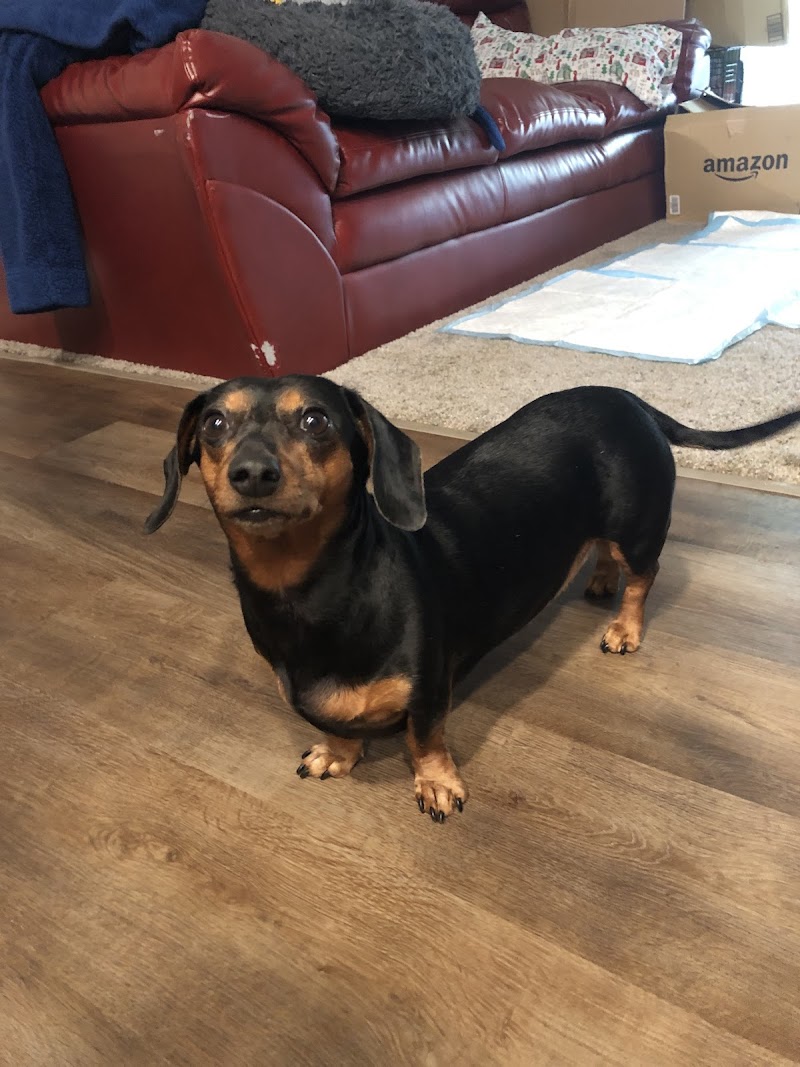 Pet Emergency & Specialty Center-East County photo 3