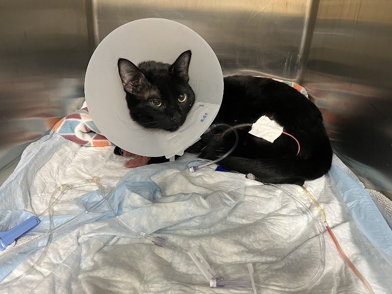 Pet Emergency & Specialty Center-South County photo 2